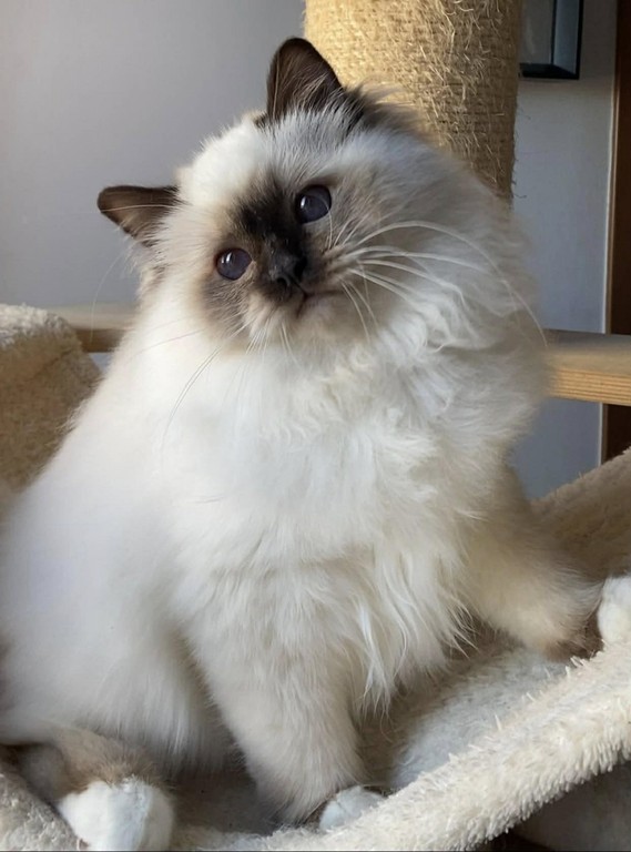 chatterie du bel avenir