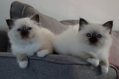 chatterie du bel avenir